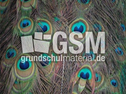 Pfau_4.jpg